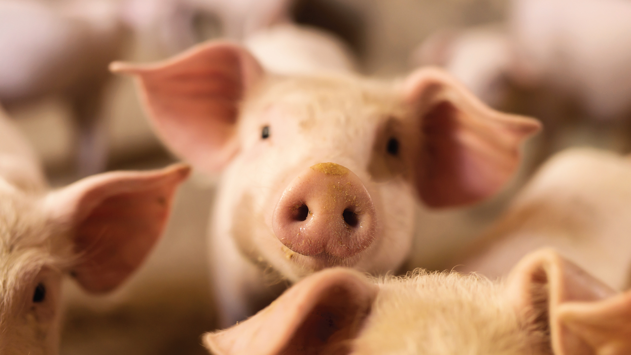 O que muda retirada da vacina de febre aftosa muda para a carne suína
