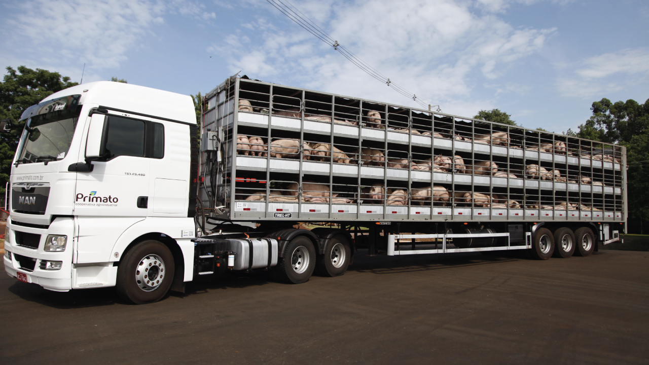 Transporte adequado de suínos resulta na qualidade da carne