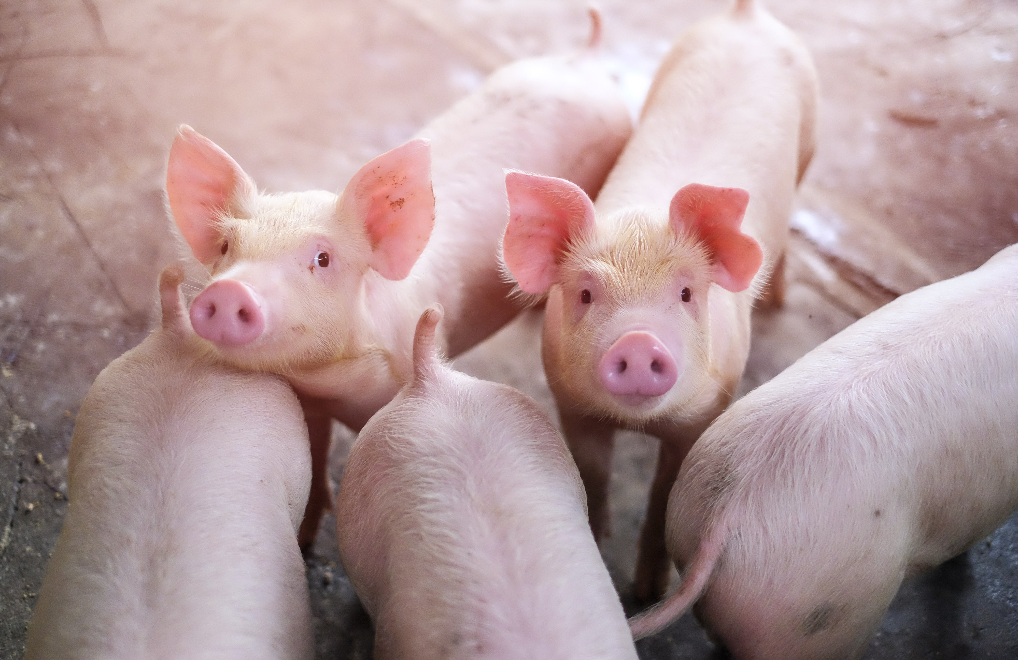 Como o bem-estar animal influencia na qualidade da carne?